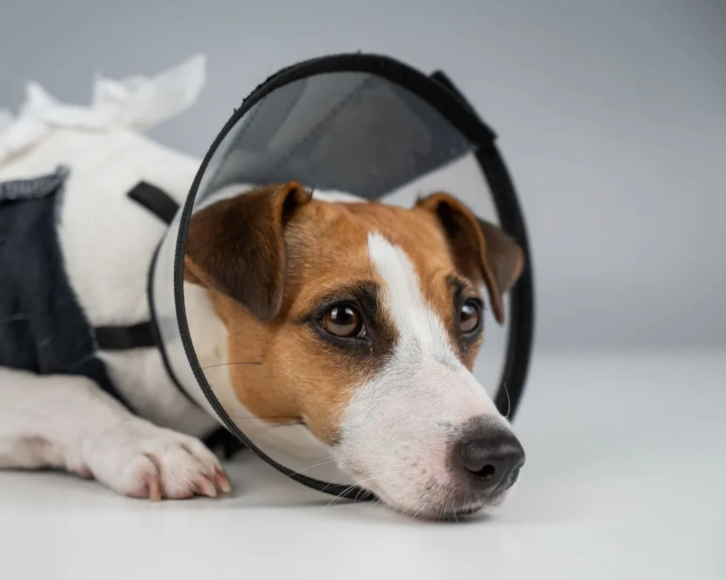 Cât costă o operație de hernie la câini