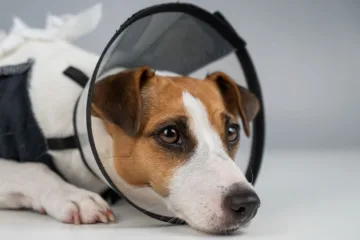 Cât costă o operație de hernie la câini